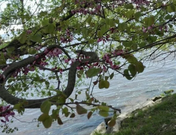 Ужасена варненка сигнализира за змии в парка на Аспарухово