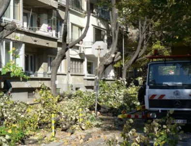 Отрязаха стотици дърветата във Варна, общината - 