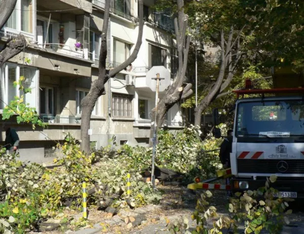 Отрязаха стотици дърветата във Варна, общината - "това е нормален процес"