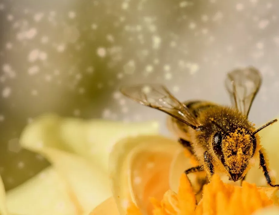 Пчеларството е най-екологичният вид земеделие в България