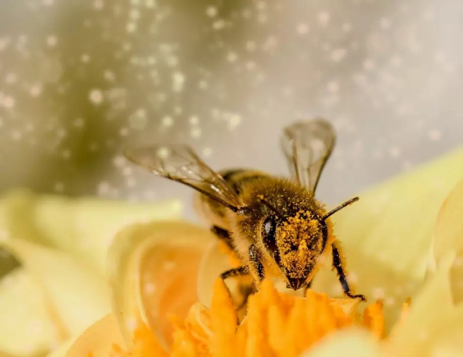 Десетки милиони от еврофондове за бизнесмен, чието име се появи в история за масово отравяне на пчели
