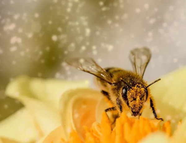 Стара Загора става част от движението за защита на пчелите