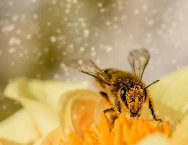Разгневени пчели пратиха двама туристи в болница