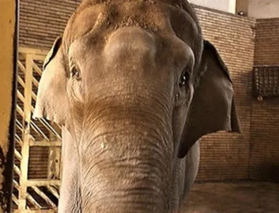 Търси се мини багер за единствения слон в Софийския зоопарк (ВИДЕО)