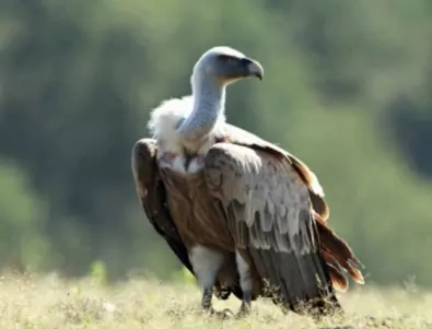 Горещините в Белгия привличат хищни птици от Африка 