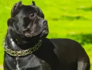 Има ли забранени породи кучета в България