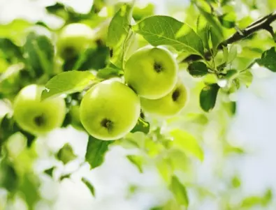 Болести по ябълковите дървета, за които да внимавате