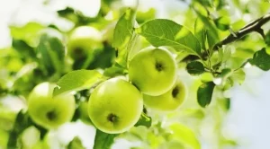 Най-скъпата ябълка в света расте в пловдивско село