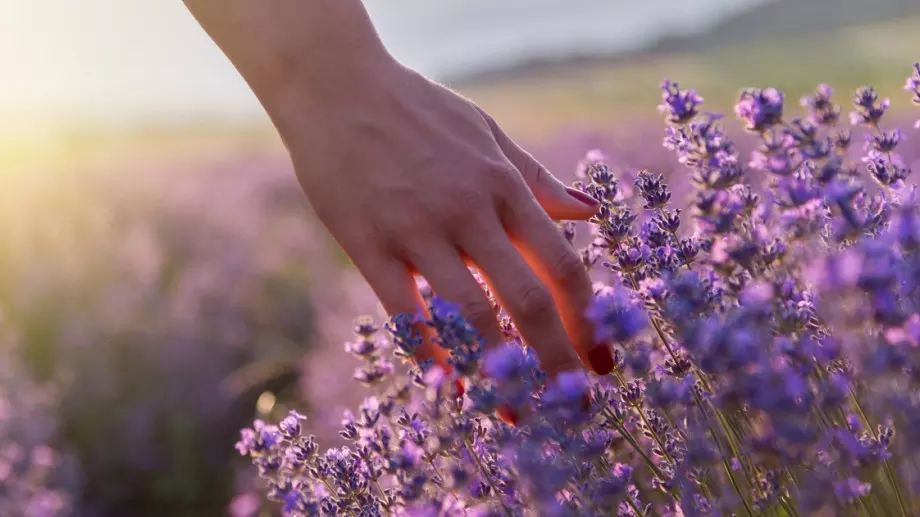 Teзи билки са най-мощният защитник от грип