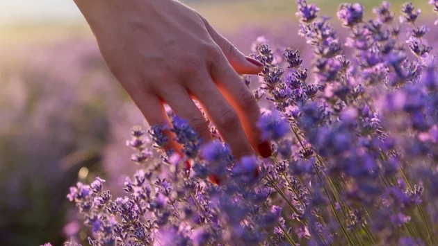 Защо билките не трябва да се подценяват