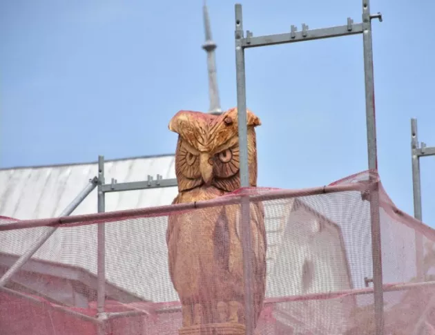 Изсъхнали дървета във Враца ще се превърнат в красиви скулптури