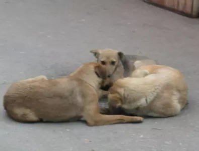 Асеновград представи основните си цели за овладяване популацията на бездомните кучета