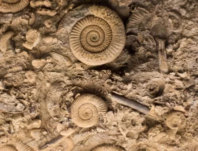 Откриха останки на 35 млн. години в Южна Турция