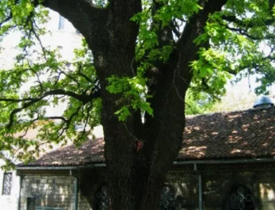 Многовековни дървета свидетелстват за разнообразна флора в Дунавския регион 