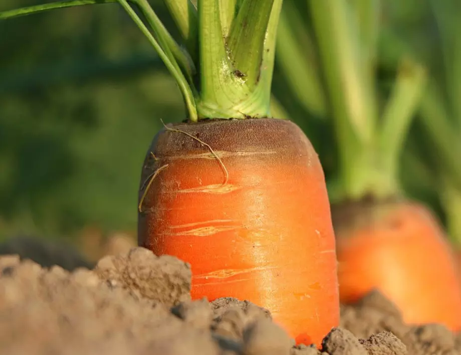 Няма да повярвате като разберете защо лукът и морковите трябва да са засадени едни до други