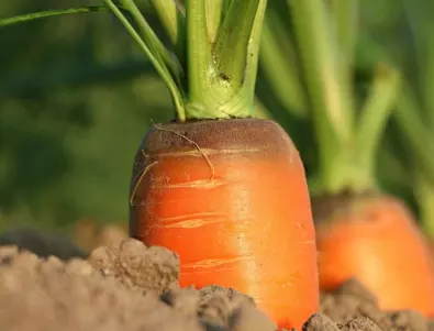 3 грешки, заради които морковите стават тънки и криви
