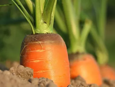 Растения, които да засадите близо до морковите