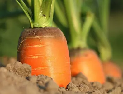 Добрата грижа за морковите след засаждане, за да имате БОГАТА реколта