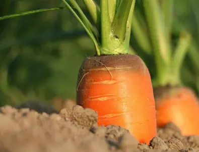 Кои зеленчуци може да засадите преди да е дошла зимата?
