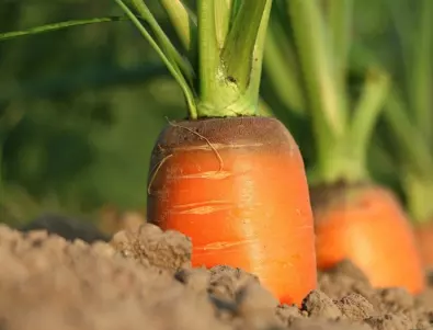 Каква е тайната за отглеждане на богата реколта от моркови
