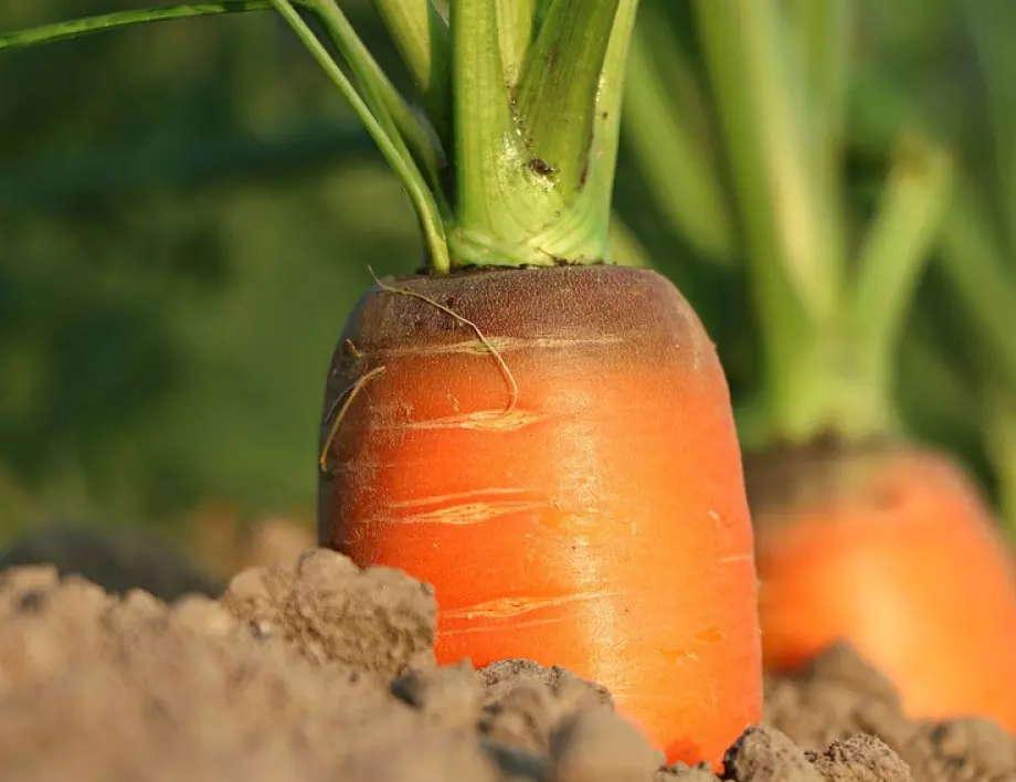 Как да засадя моркови в домашната градина?