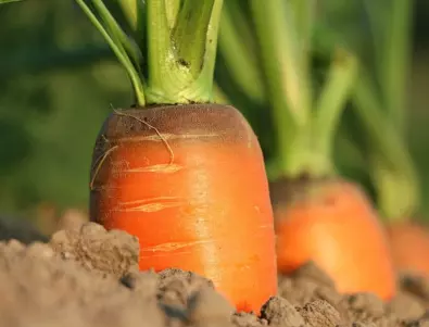 Засаждане на моркови и тайната на добрата грижа