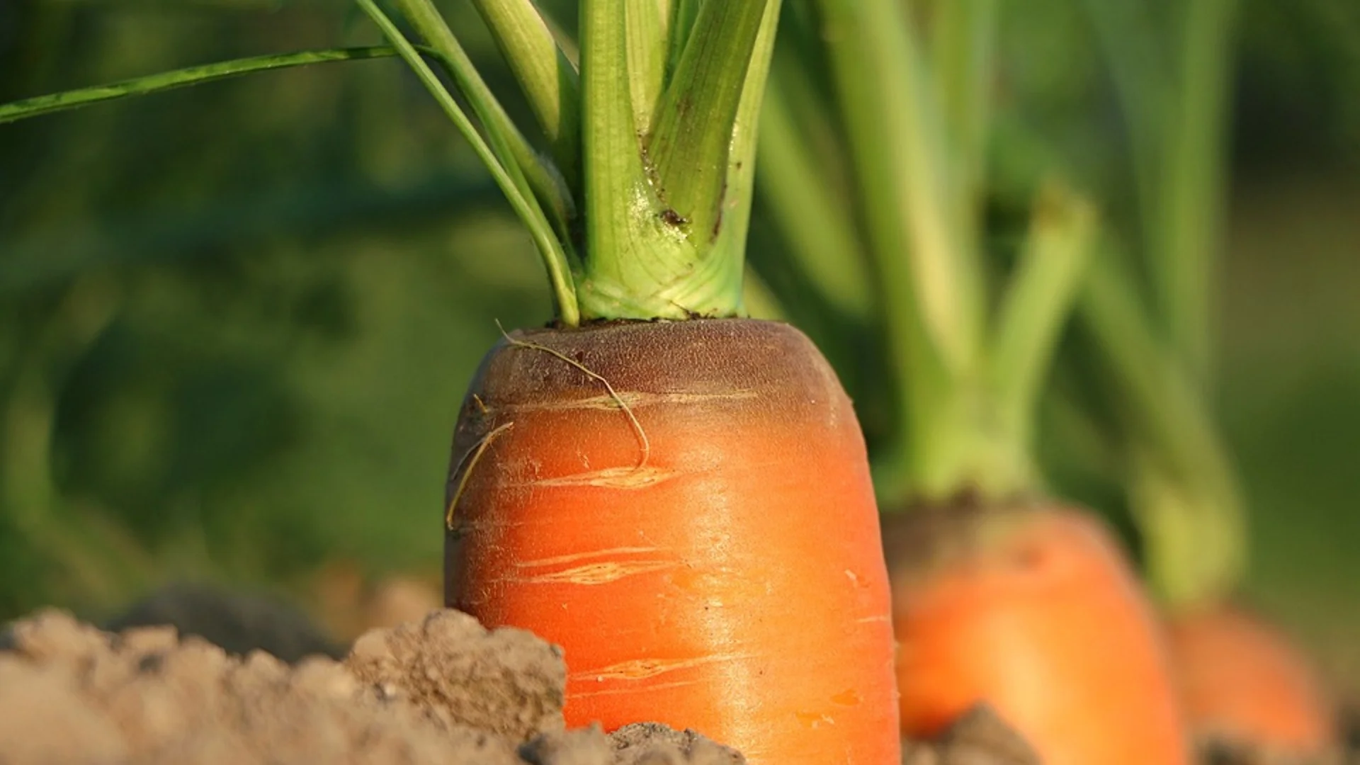 Кои са златните правила при засаждане на моркови