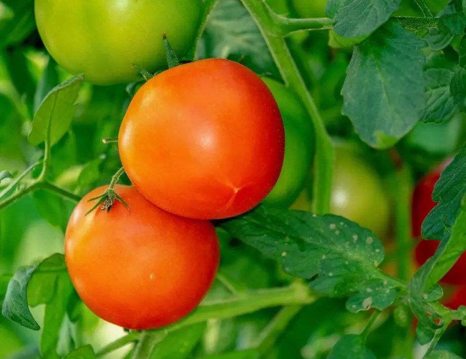 Осигурете буен растеж на доматите, като използвате тази тор