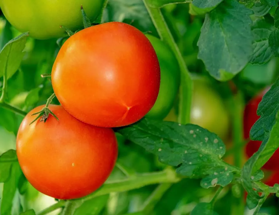 Ако не искате доматите да ГНИЯТ, пръскайте ги с АЙРЯН