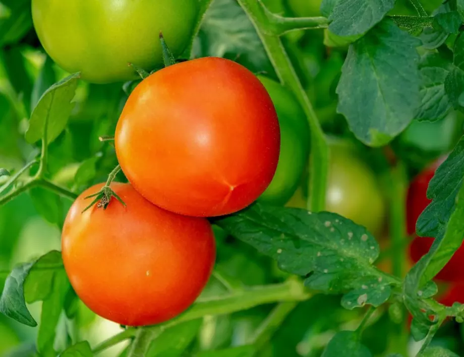 Как да отгледате най-вкусните домати на света