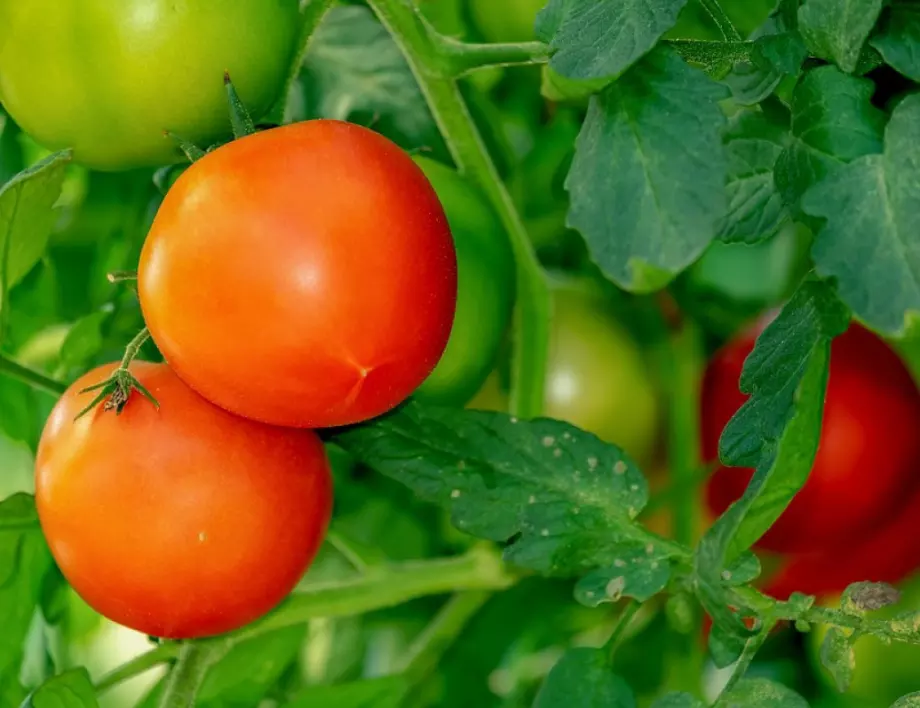 Какво трябва да направите точно сега, за да увеличите добива на доматите