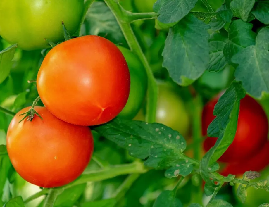 Домашен тор - за здрави, вкусни и големи домати без химикали