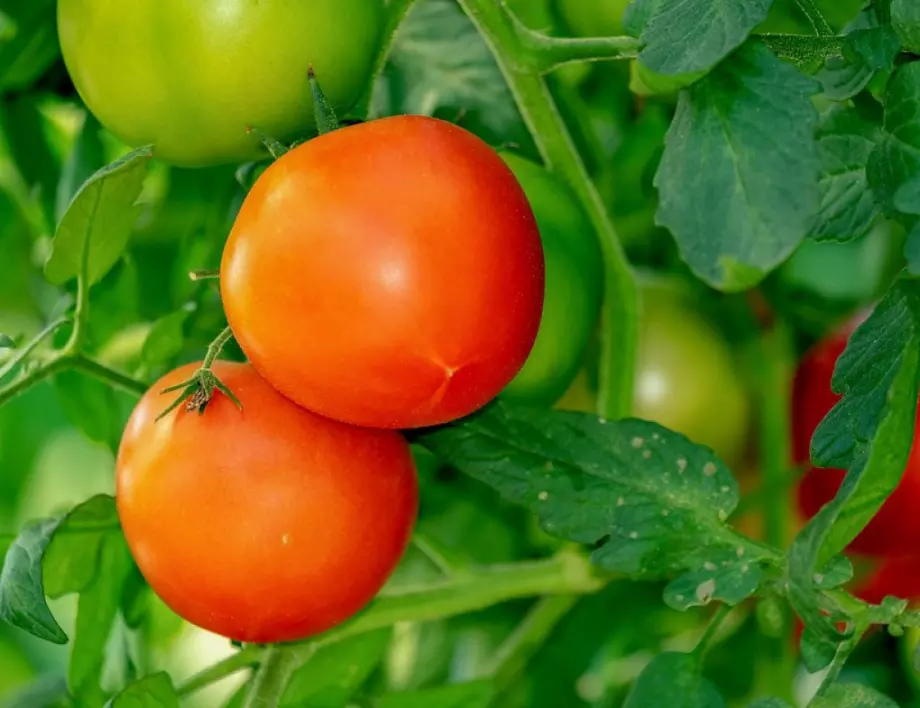 Направете това и ще отгледате най-вкусните домати на света