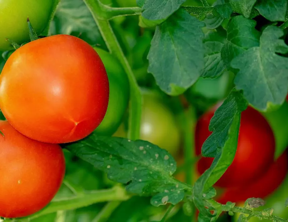 Разберете защо доматените листа се усукват