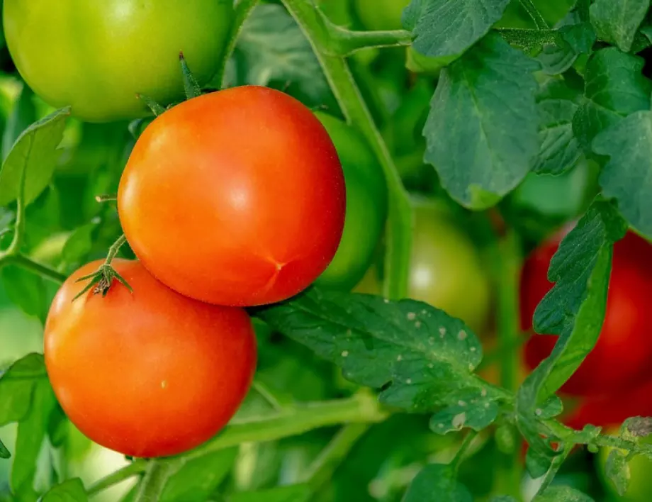 Листата на доматите се свиват? Ето как да се справите!