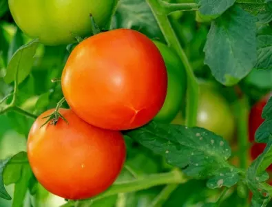 Дядовите тайни, с които да отгледате най-големите и вкусни домати