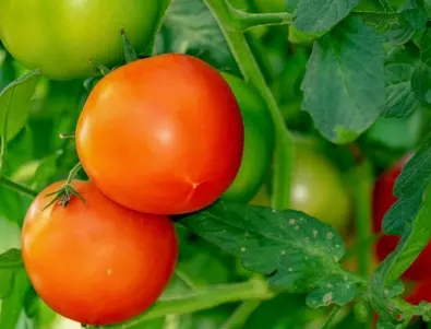 Защо листата на доматите пожълтяват? Възможни причини