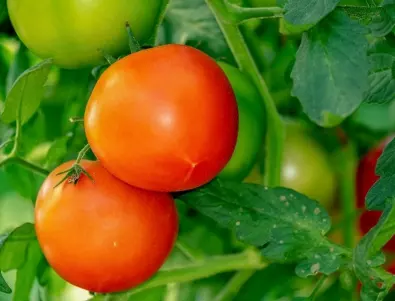 Подхранване на доматите с амоняк - тайната за здрави и защитени растения