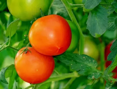 Подхранвайте доматите с това и ще растат както никога