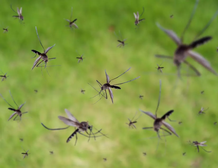 Разпростаняват ли коронавирус кърлежите и комарите?