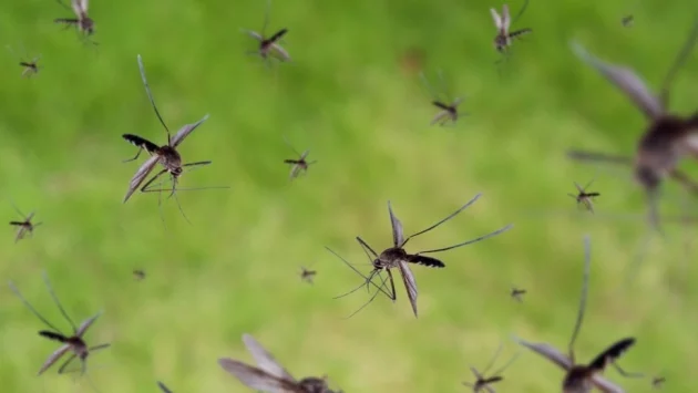 МЗ подписа първия договор за дезинсекционни мероприятия и третиране срещу комари 
