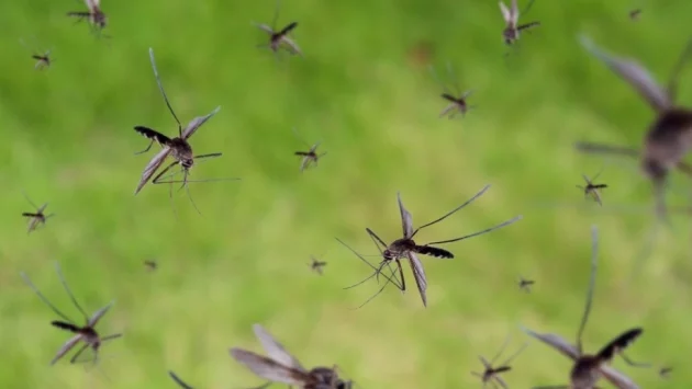 За нашествие на комари, пренасящи опасни вируси предупреждават властите в Ибиса