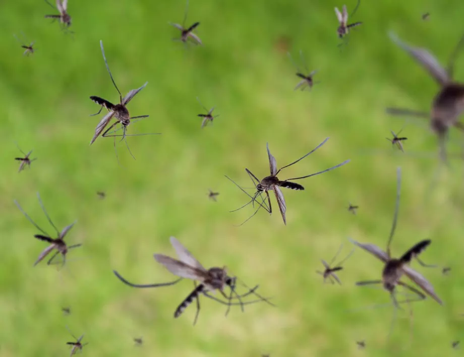 За нашествие на комари, пренасящи опасни вируси предупреждават властите в Ибиса