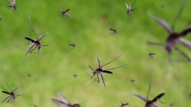 Пускат ГМО комари в САЩ?