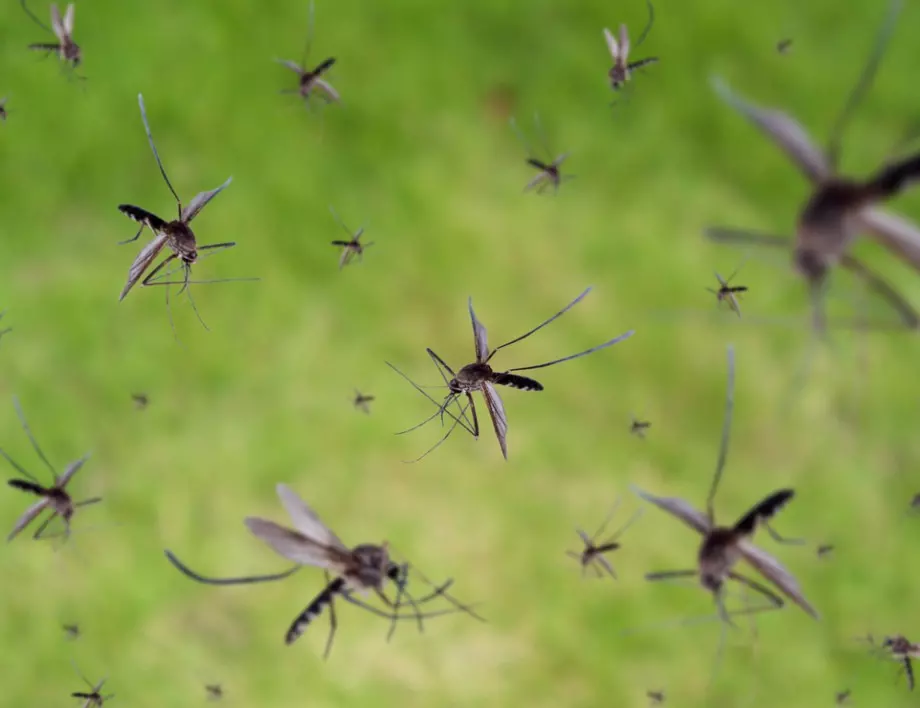 Пускат ГМО комари в САЩ?