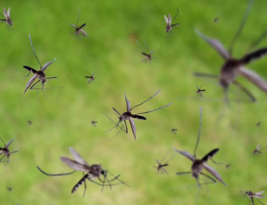 Какво ще се случи, ако тези насекоми изчезнат?