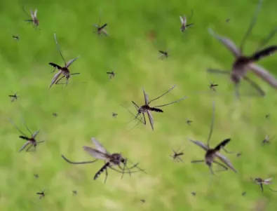 Отново пръскат срещу комари в Плевен