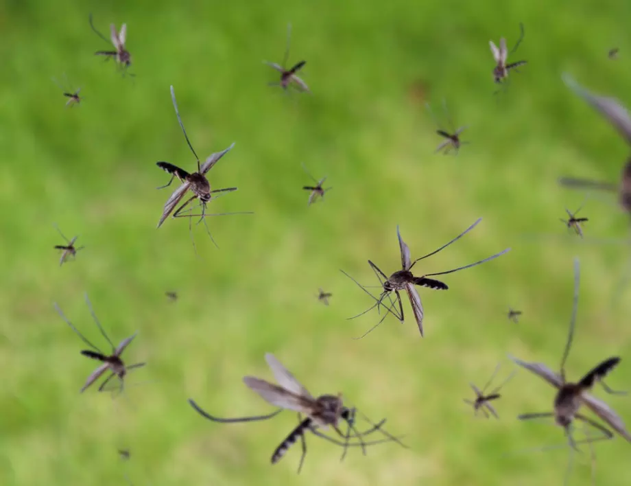 Причини, поради които комарите ви правя "на решето"