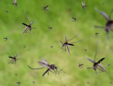 Комарите стават все по-опасни заради глобалното затопляне