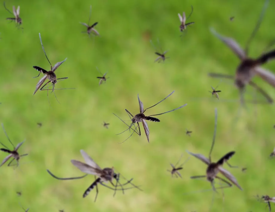 Кои са растенията, които успяват да прогонят комарите